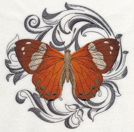 Harlequin Metalmark with Baroque Background