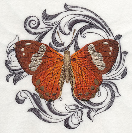 Harlequin Metalmark with Baroque Background