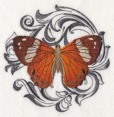 Harlequin Metalmark with Baroque Background