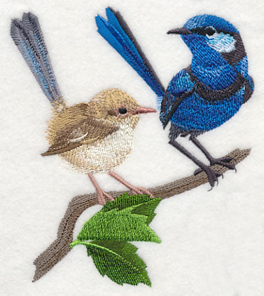 Splendid Fairy-wren Pair