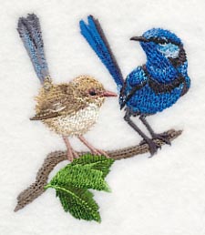 Splendid Fairy-wren Pair
