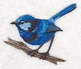 Splendid Fairy-wren at Rest