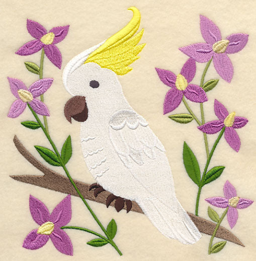 Sulphur-crested Cockatoo and Aniseed Boronia