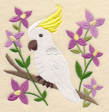 Sulphur-crested Cockatoo and Aniseed Boronia