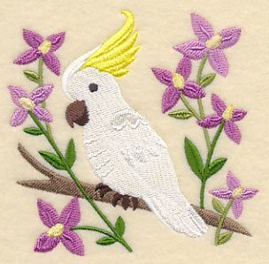 Sulphur-crested Cockatoo and Aniseed Boronia