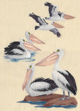 Australian Pelican Collage