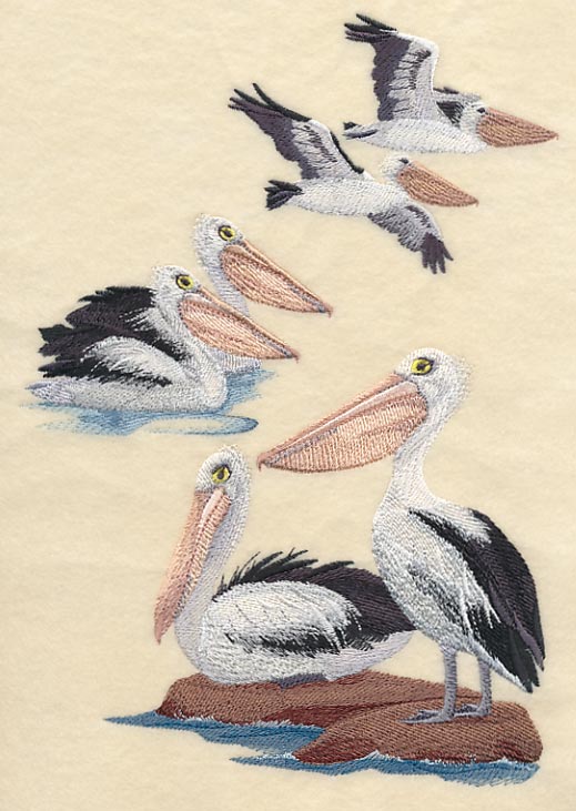 Australian Pelican Collage