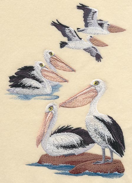 Australian Pelican Collage