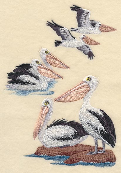 Australian Pelican Collage