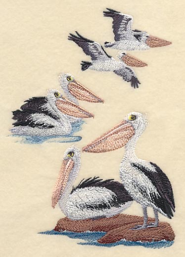 Australian Pelican Collage
