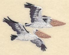 Australian Pelicans in Flight