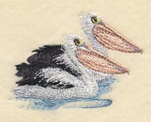 Australian Pelican Pair