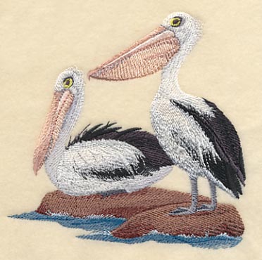 Australian Pelicans on Shore