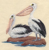 Australian Pelicans on Shore
