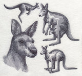 Kangaroo Sketch