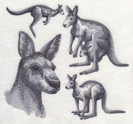 Kangaroo Sketch