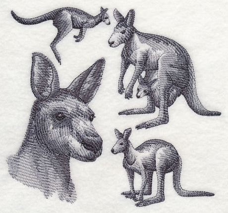 Kangaroo Sketch