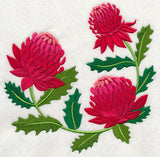 Waratah
