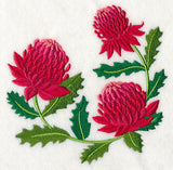 Waratah