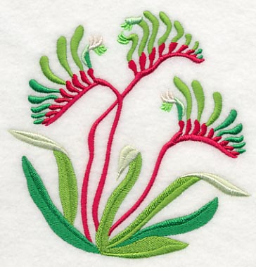 Mangles Kangaroo Paw