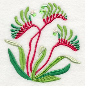 Mangles Kangaroo Paw