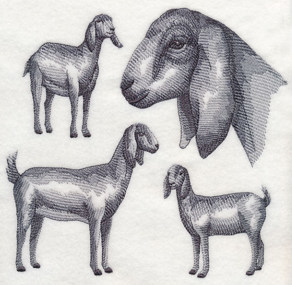 Nubian Goat Sketch