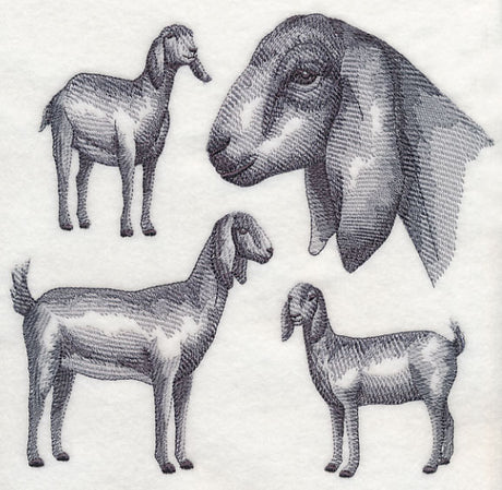 Nubian Goat Sketch