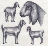 Nubian Goat Sketch