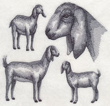 Nubian Goat Sketch