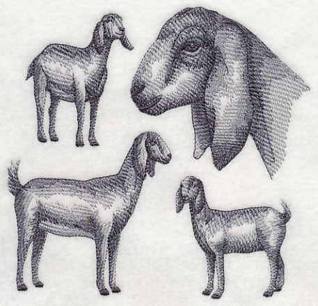 Nubian Goat Sketch