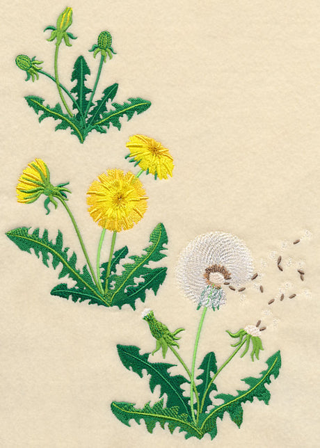 Dandelion Collage