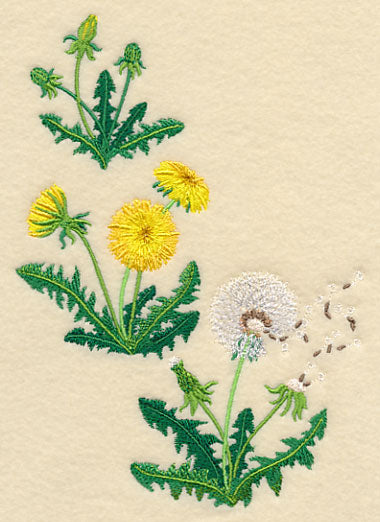 Dandelion Collage
