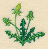 Dandelion Buds