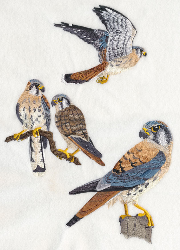 American Kestrel Collage