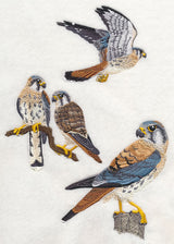 American Kestrel Collage
