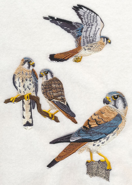 American Kestrel Collage