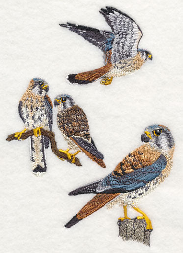 American Kestrel Collage