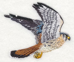 American Kestrel in Flight