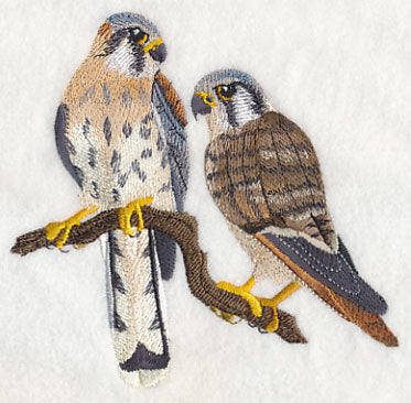 American Kestrel Pair