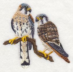 American Kestrel Pair
