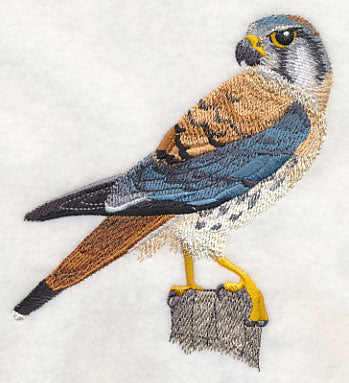 American Kestrel at Rest