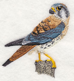 American Kestrel at Rest