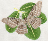 White Witch Moth