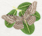 White Witch Moth
