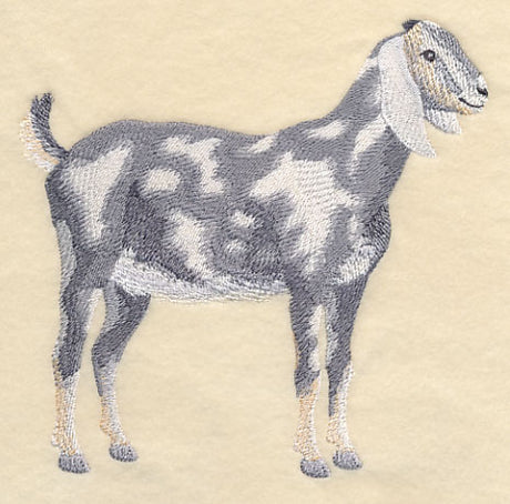 Nubian Goat 2