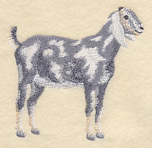 Nubian Goat 2