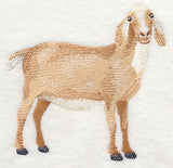Nubian Goat 3