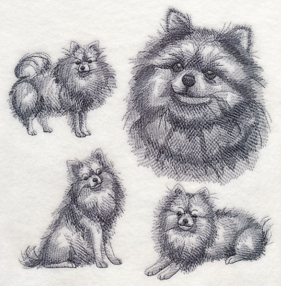 Pomeranian Sketch