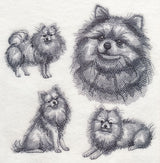 Pomeranian Sketch