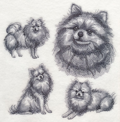 Pomeranian Sketch